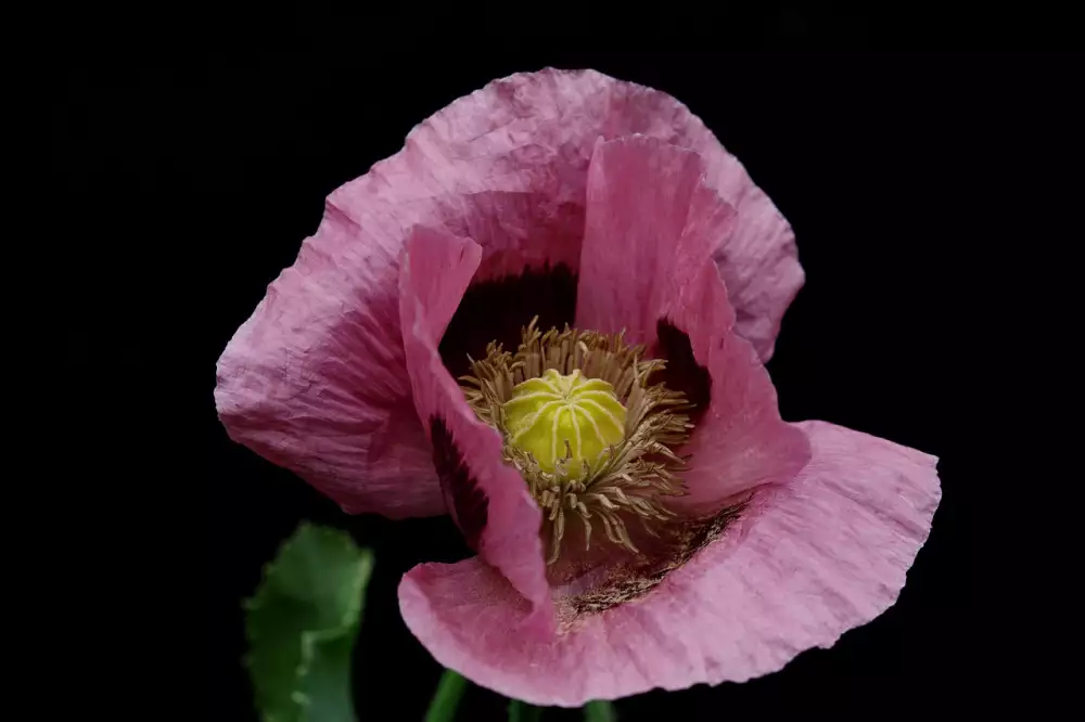 Black Opium