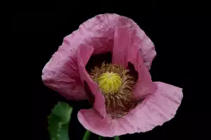 Black Opium