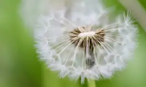 Dandelion