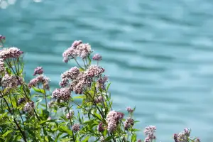 Valerian